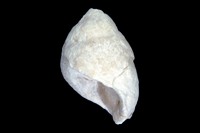 Sulcoactaeon ovoideus